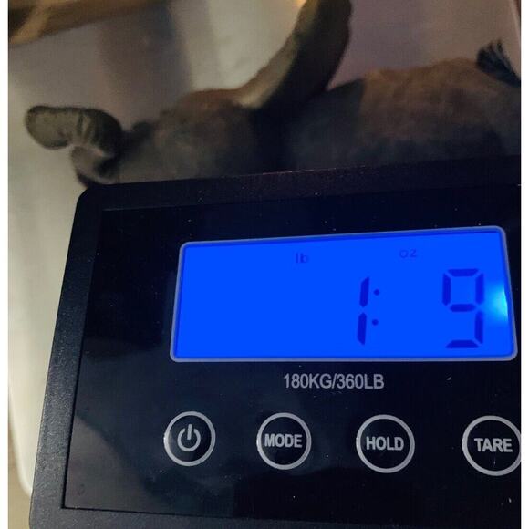 Tuskers Baby Elephant playing with Friend Figurine Sloth Large Ears Vintage - Picture 11 of 11